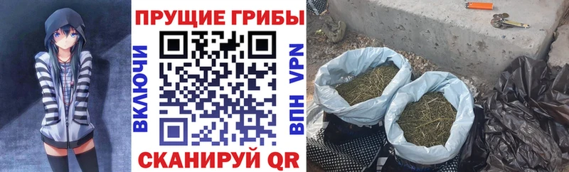 Купить закладки  Новороссийск  Галлюциногенные грибы Cubensis 